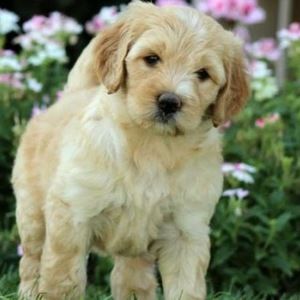 Meet your Posher, Giana